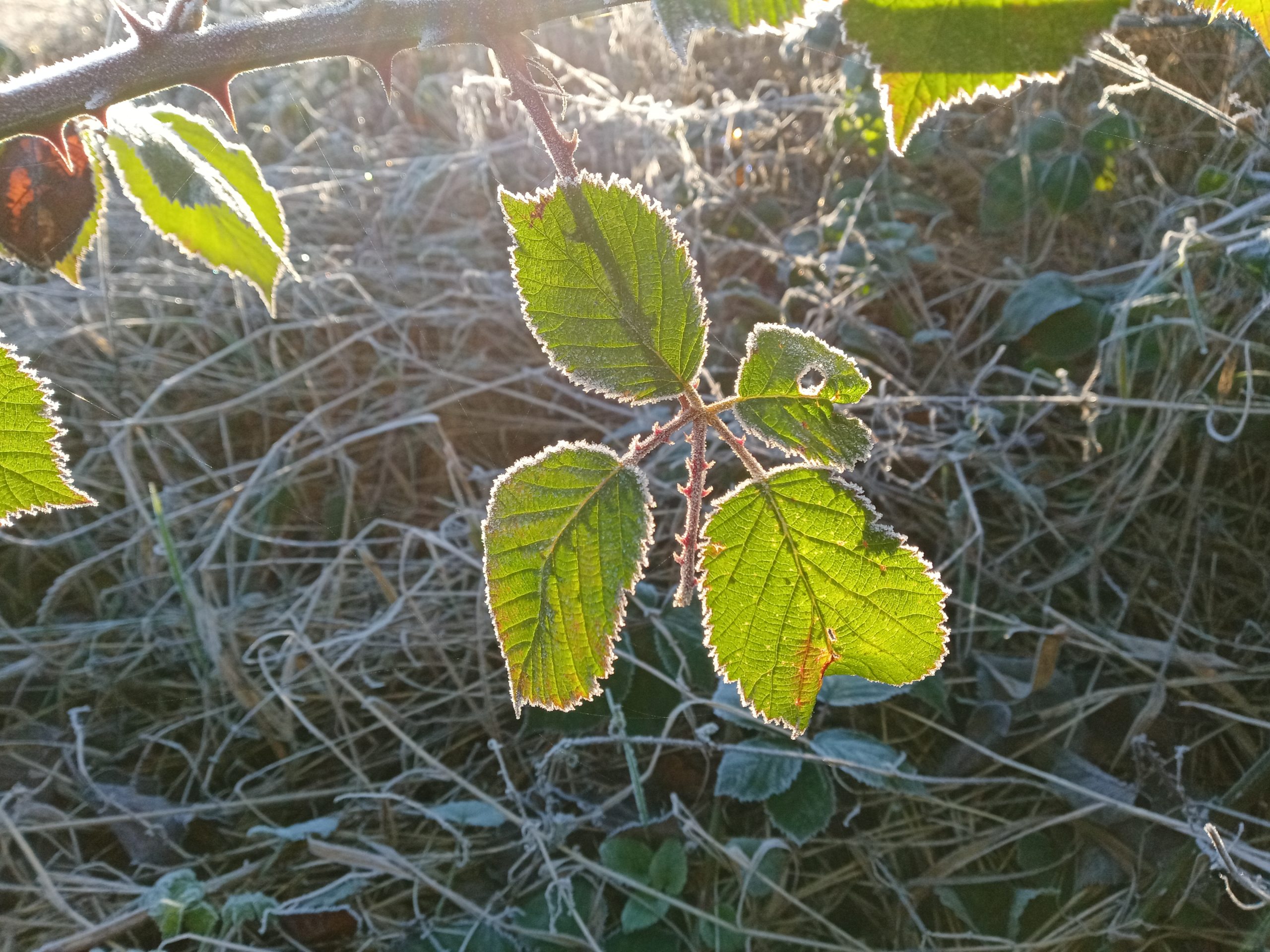 Frosty leaves with the sun shining through them on a winter day